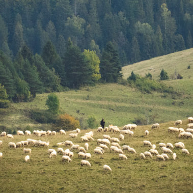 Owce na hali w Pieninach