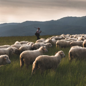 Owce na hali w Pieninach