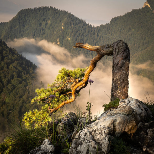 Sosna reliktowa na Sokolicy
