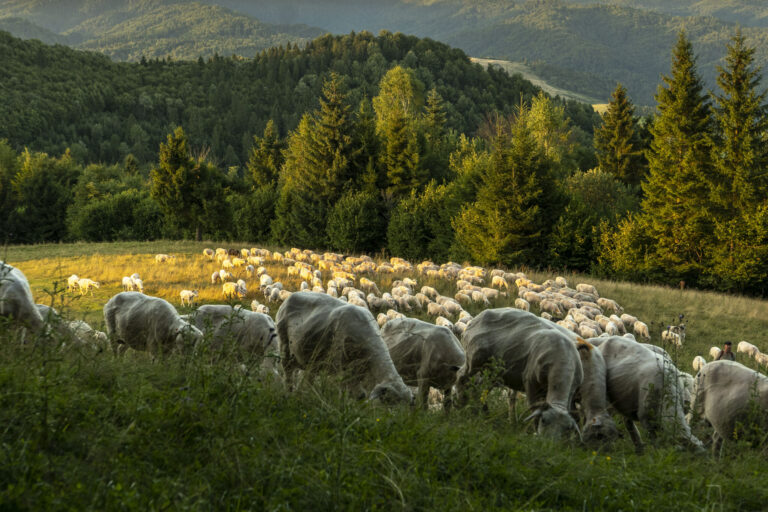 wypas owiec jaworki, małe pieniny